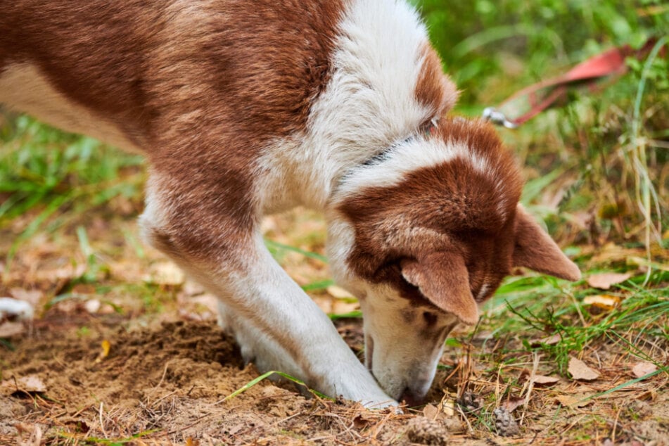 Wenn Hunde ständig Erde fressen, könnte dieses Verhalten auf körperliche oder psychische Beschwerden hinweisen.