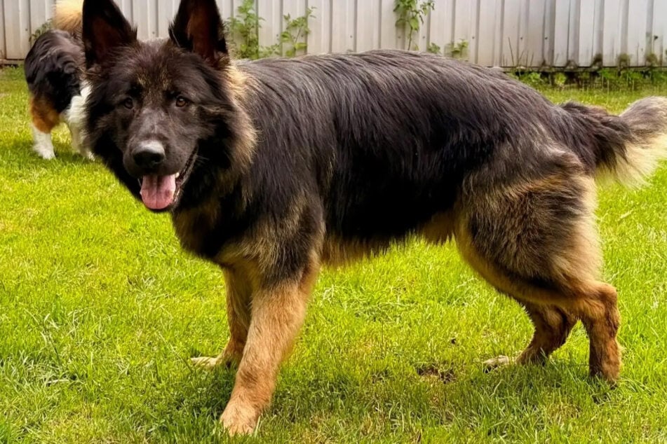 Der knapp zwei Jahre alte Rüde kam als Fundhund ins Tierheim. Über seine Herkunft oder seine Vergangenheit ist nichts bekannt.