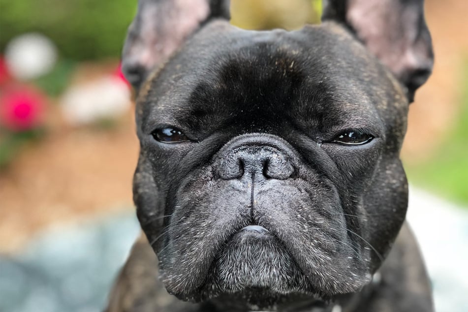 Many French bulldogs live difficult and painful lives.