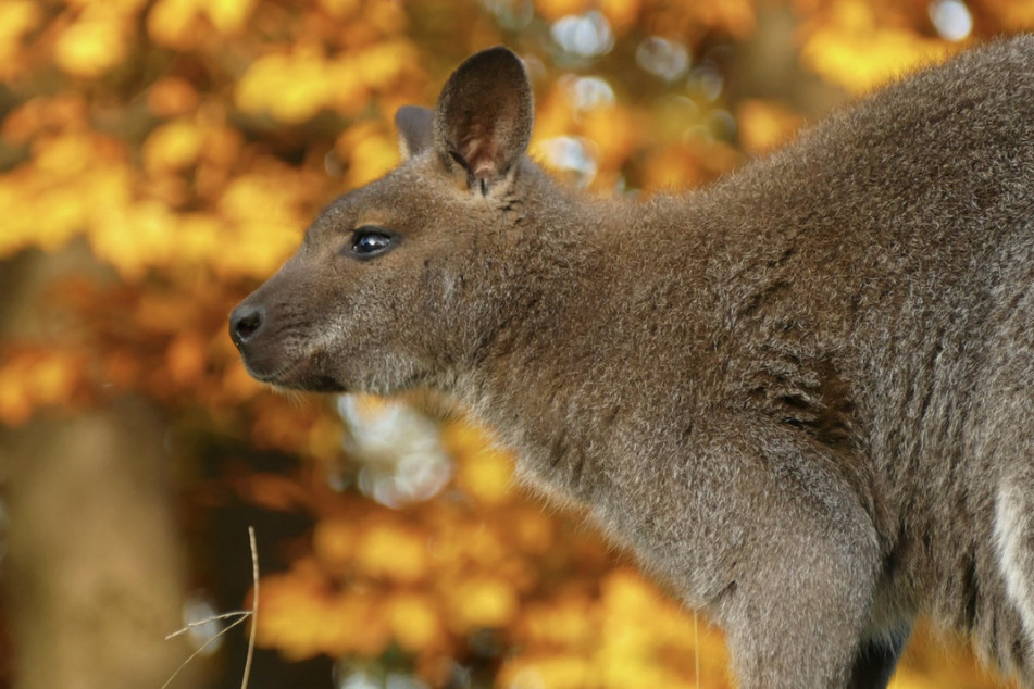 Ausgebüxt: Känguru Willi ist aus dem Zoo Hof ausgerissen und wird aktuell gesucht.