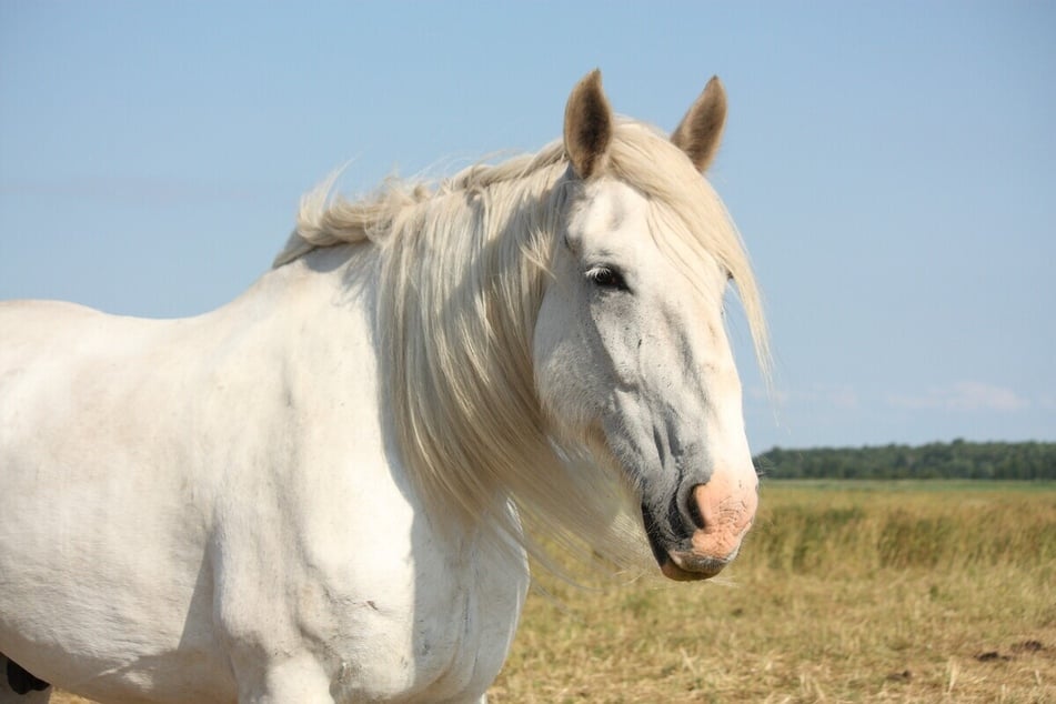 Das Shire Horse stammt aus Großbritannien und gilt als eine der größten Pferderassen der Welt.