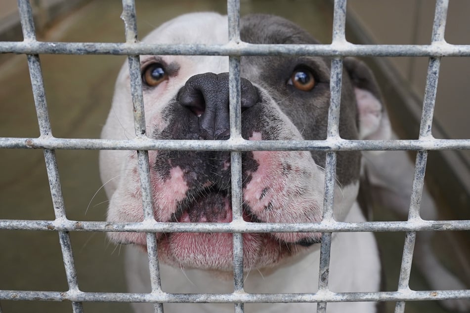 Das Gutachten hat ergeben, dass der Hund das Kind nicht töten wollte. (Symbolfoto)