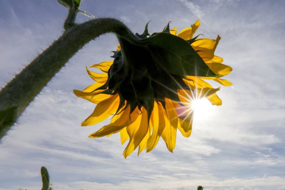 Sommer kommt zurück ins Ländle: Temperaturen bis 24 Grad erwartet