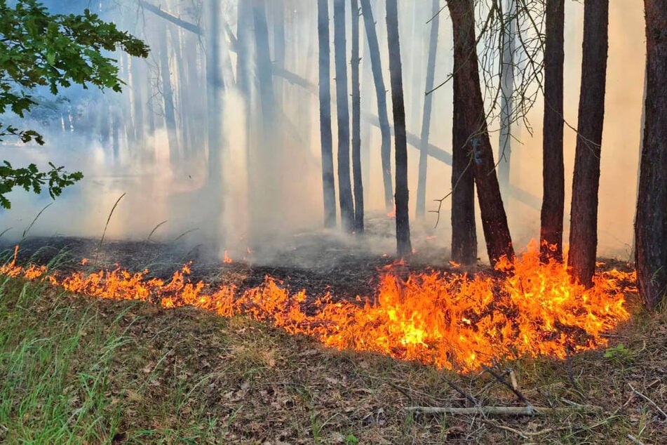 Am Samstag hat ein vorbeifahrender Güterzug in Brandenburg einen Böschungsbrand ausgelöst, der sich beinahe zu einem Waldbrand ausgedehnt hätte.
