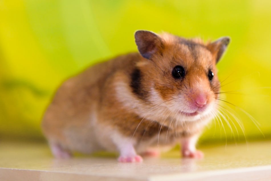 Sie sehen so süß aus. Doch Flugzeugkabel und Hamster vertragen sich mitunter schlecht. (Symbolbild)