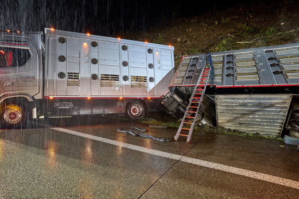 Wie es den rund 40 Rindern gesundheitlich geht, muss erst noch von einem Tierarzt festgestellt werden.