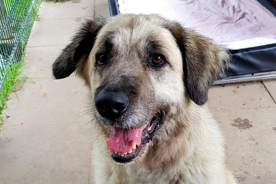 Kangal-Mischling Kelly aus dem Hamburger Tierheim sucht ein richtiges Zuhause.