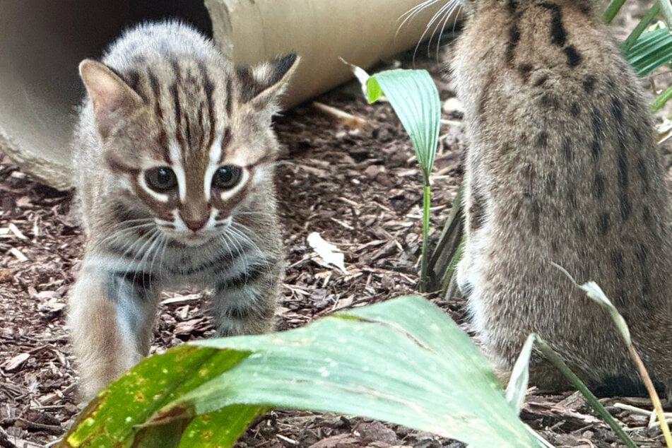 Die Sri Lanka Rostkatzen im Frankfurter Zoo haben Nachwuchs, ein Weibchen und ein Kater.