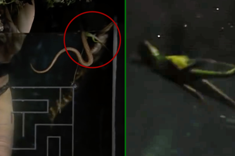 Am rechten Beckenrand schwimmt ein Krokodil, eine Schlange und die Wasserechse (Kreis). Wenige Sekunden später treibt sie regungslos mit dem Bauch nach oben (r.).