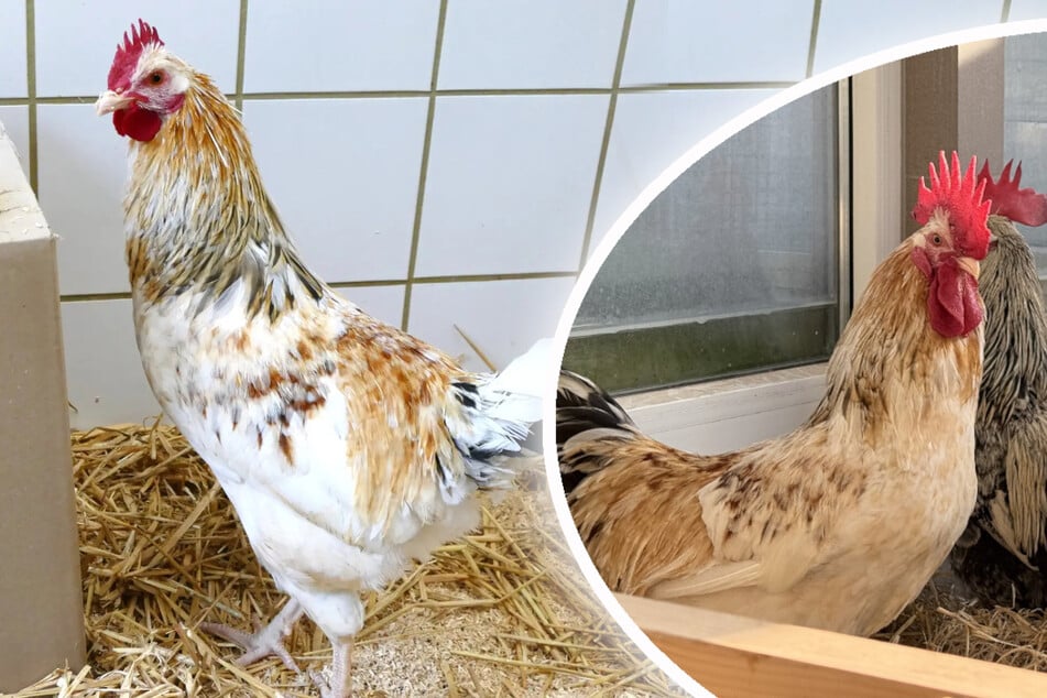 Als Micki im Tierheim ankam (l.), war er ein kränkelndes Kerlchen. Heute (r.) ist aus ihm ein stattlicher Hahn geworden.