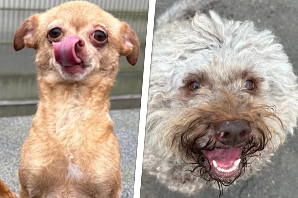 Die beiden Hundedamen sind optisch von Grund auf verschieden, halten aber zusammen wie Pech und Schwefel.