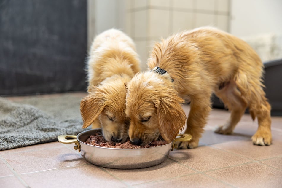 Von den Tierpflegern wurden sie nicht nur ordentlich durchgecheckt, sondern auch gesäubert und mit einer reichlichen Mahlzeit versorgt.