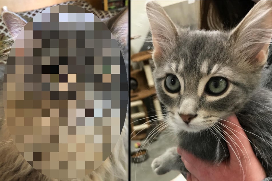 Frau holt sich Katze aus Tierheim: Ein Jahr später sind alle begeistert, wie diese jetzt aussieht