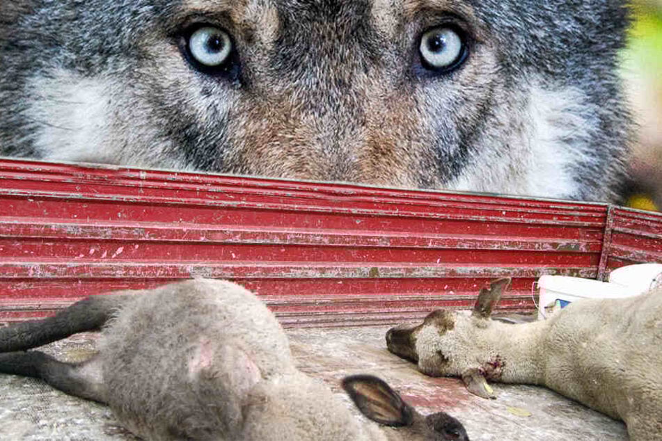 Jüngst hatte der Jagdverband von der Politik ein schnelles Handeln bezüglich Umgang mit dem Wolf gefordert. (Symbolbild)