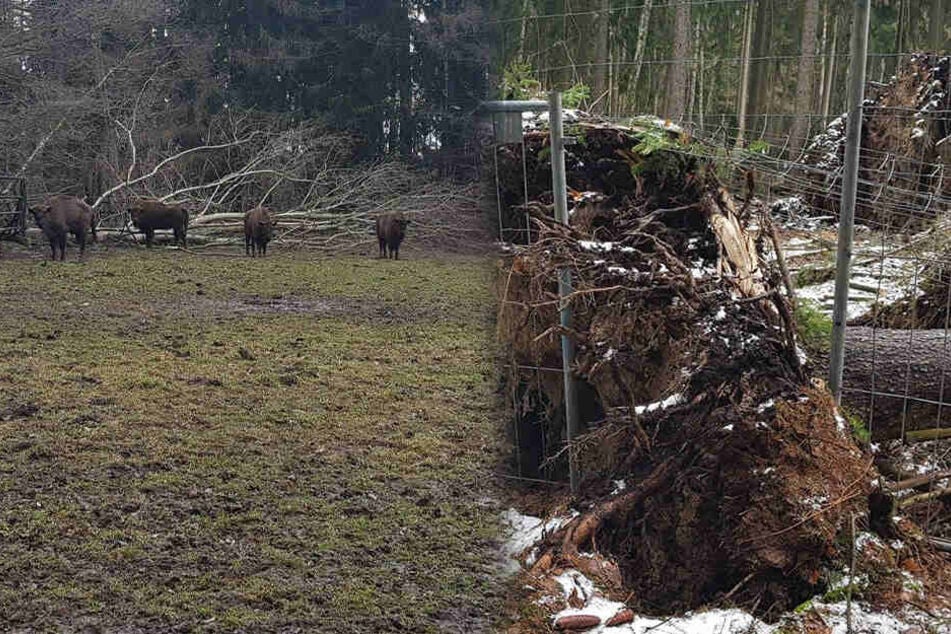 In einigen Gehegen sind Bäume umgestürzt, auch Zäune wurden beschädigt. (Bildmontage)