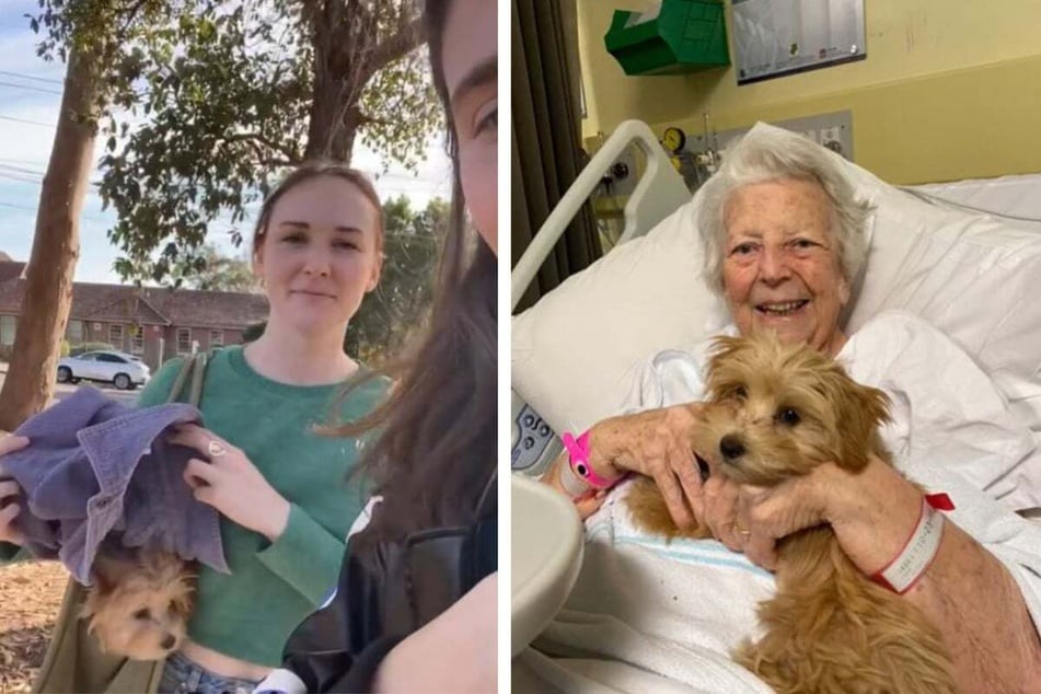 Dog smuggled into hospital to cheer up a friend in adorable TikTok