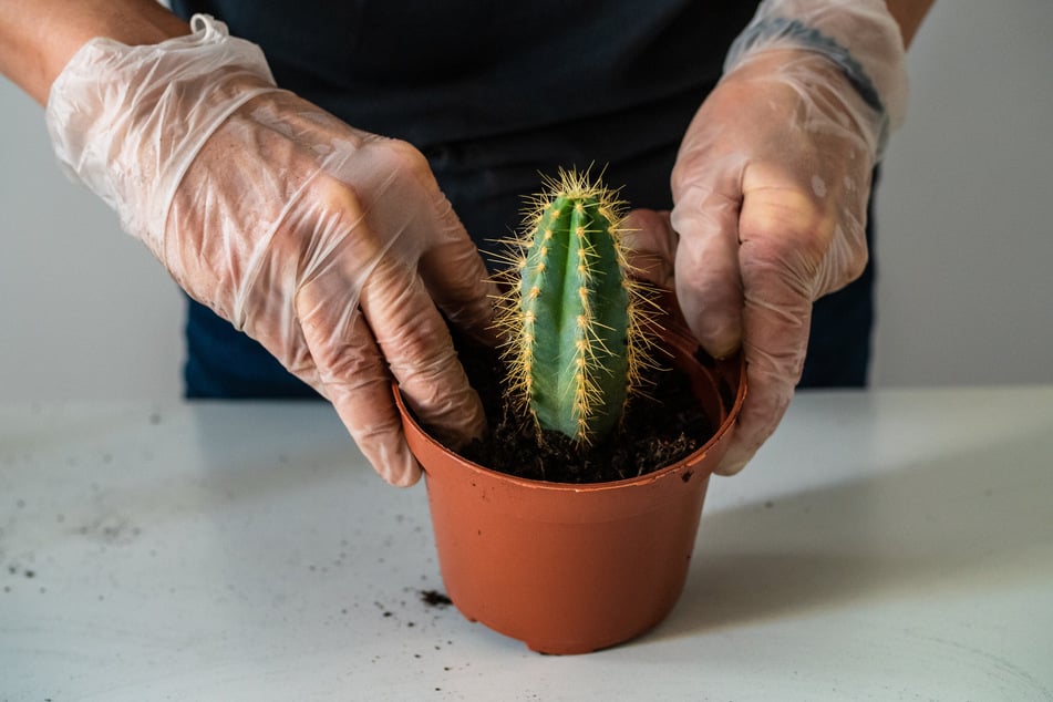 Sobald das Kaktus-Teilstück gut getrocknet ist, kann man es in einen neuen Topf pflanzen und auf diese Weise seine Kakteen vermehren.