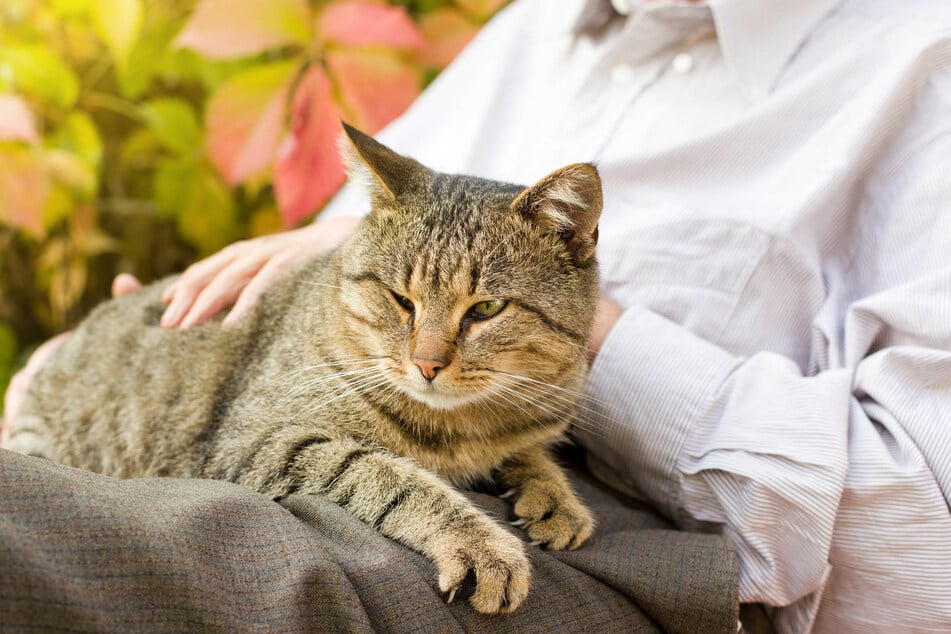 Wouldn't it be nice to know what goes on in your cat's mind? (stock image)