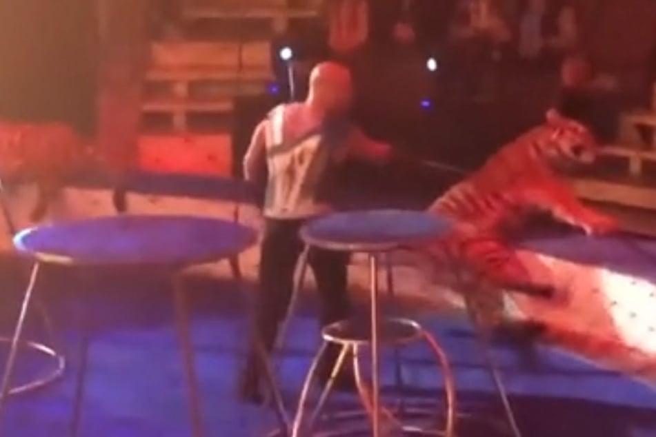 Obwohl der Tiger völlig verkrampft am Rand der Manege liegt, schlägt der Dompteur ihn immer wieder mit dem spitzen Stab.