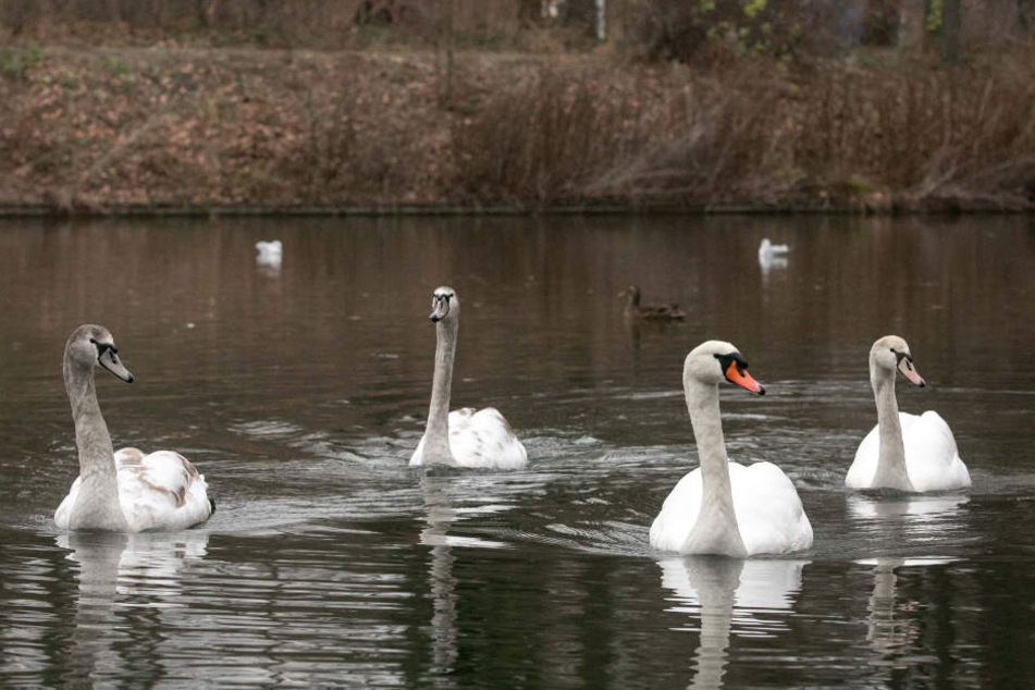 Schon wieder Witwer: Papa Schwan (20, 2.v.r.) und seine drei Jungschwäne müssen auf dem Carolasee jetzt ohne die Mama auskommen.