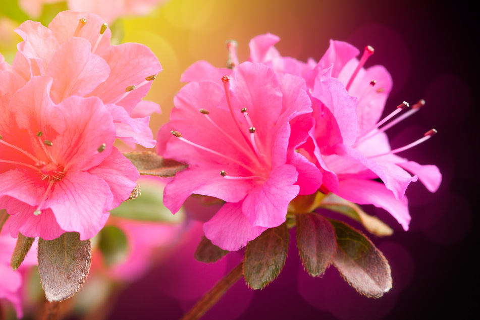 Schon zum dritten Mal findet das Rhododendronfest in den Königlichen Anlagen Bad Elster statt.