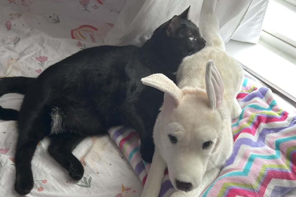 Diese schwarze Katze trauerte nach dem Tod ihres besten Freundes mit einem Kuscheltier, das dem verstorbenen Hund zum Verwechseln sieht.