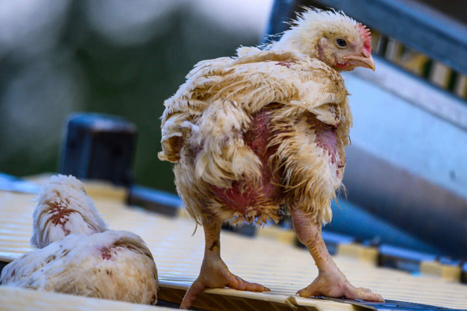 Ein Huhn steht auf einem Transportkäfig.