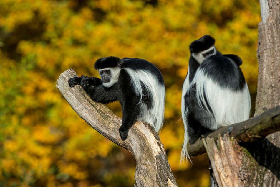 Wie trostlos ist das denn? Ausgerechnet die Zoo-Maskottchen haben noch keine gönnerhaften Paten: Guereza-Affen im Zoo Dresden.