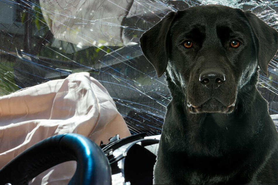 Der Hund starb. (Bildmontage)