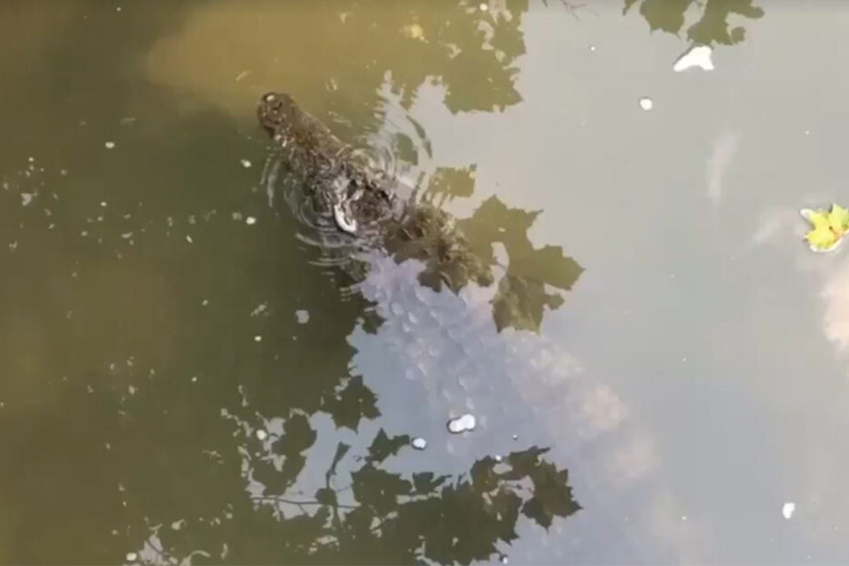 Das Krokodil kam immer näher.