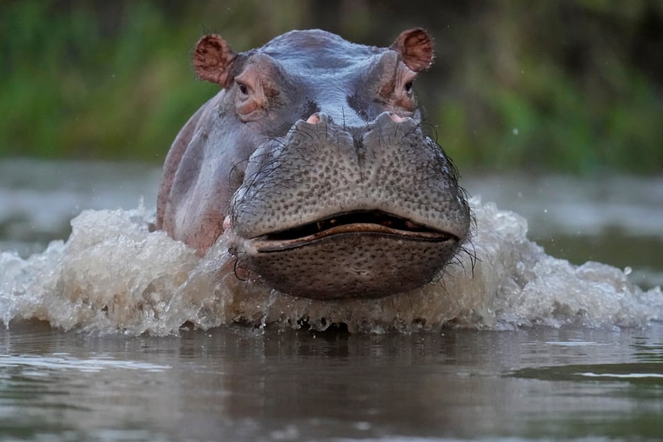 Das Nilpferd zog Roland unter Wasser und fügte ihm schwere Bisswunden zu. (Symbolbild)