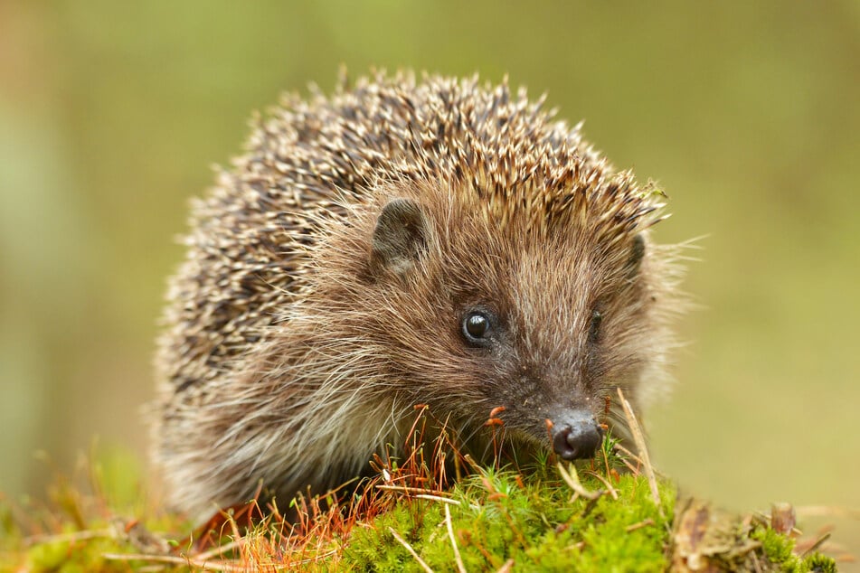 Igel suchen sich jetzt oft schon ein geeignetes Plätzchen, um in der kalten Jahreszeit durchschlafen zu können.