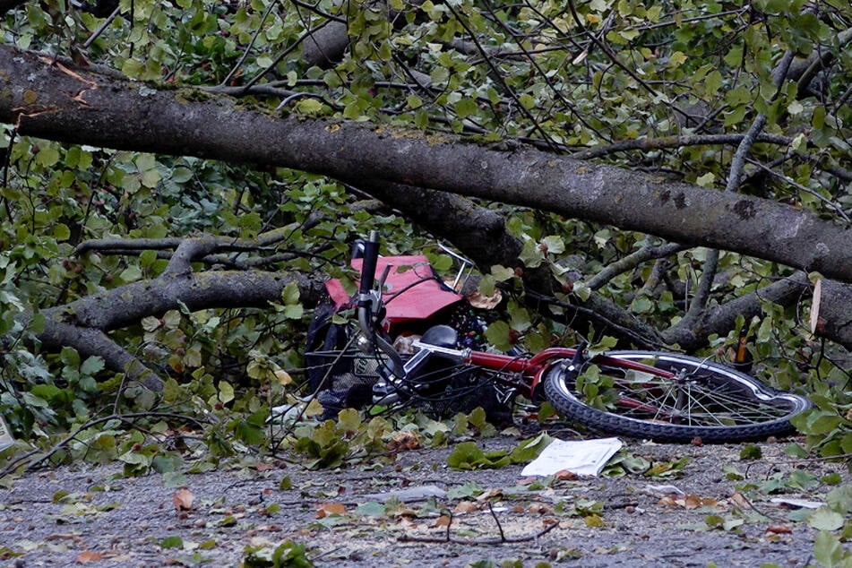 20-Meter-Baum stürzt auf 59-Jährige - Radlerin gestorben