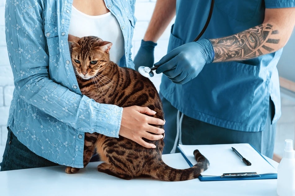 Ein Tierarztbesuch kann Erkrankungen ausschließen: Wenn die Katze plötzlich nicht mehr kuscheln will, können Schmerzen dahinterstecken.