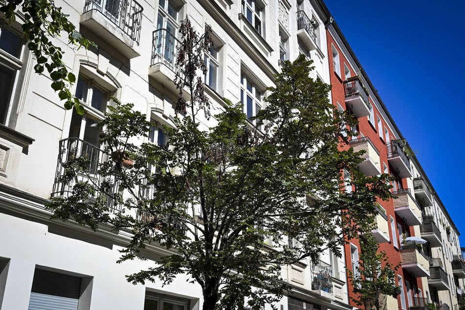 In Berlin hat der Senat gegen einen Gesetzesentwurf für das Volksbegehren "Volksentscheid Baum" gestimmt. (Symbolbild)