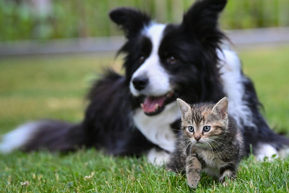 Meist ist unser Verhältnis zu Katzen und Hunden ungetrübt, doch unter bestimmten Bedingungen kann es auch leiden.