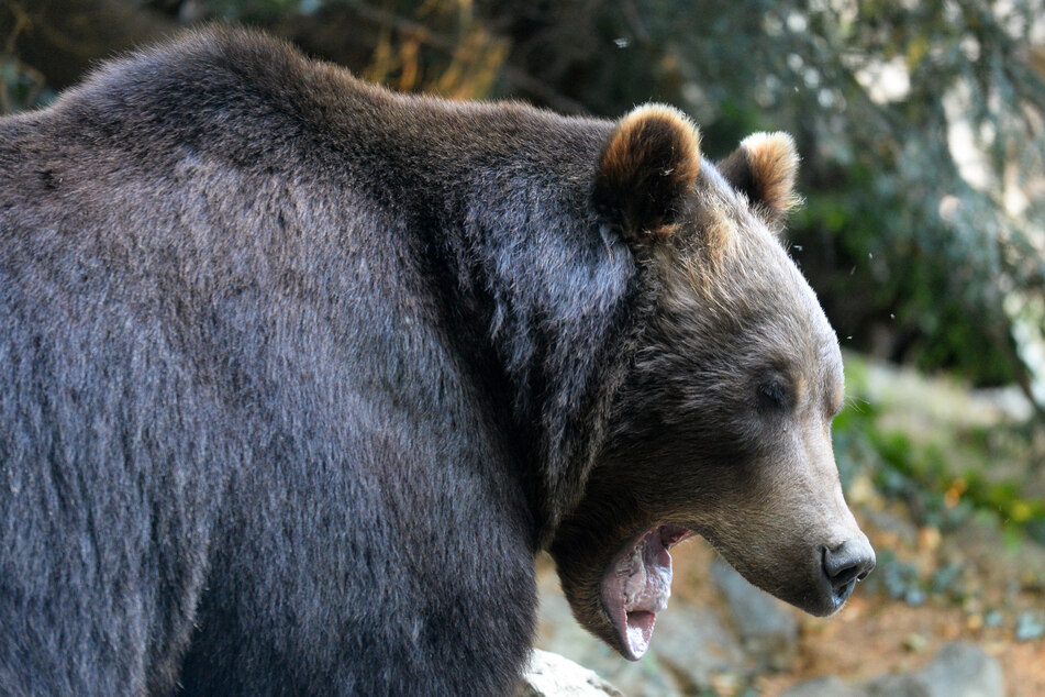 A college wrestler saved his teammate's life as the duo was attacked by a wild grizzly bear while hunting in Shoshone National Forest in Wyoming (stock image).