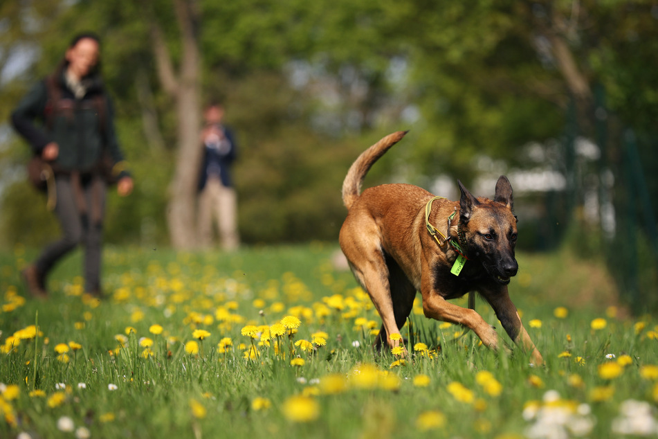 In Sachsen-Anhalt werden derzeit fünf neue Kadaverspürhunde ausgebildet.
