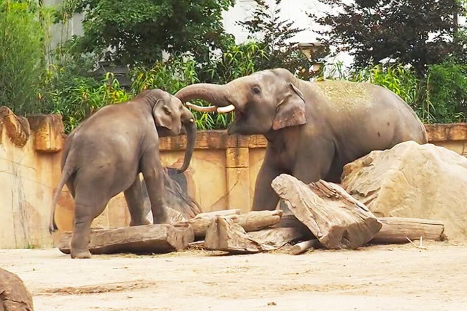 Seit einigen Monaten lebt Edgar (10, r.) mit dem Elefantenjungen Akito (4) auf einer Anlage. Da kann es sicher auch mal hitzig werden, erst recht in seiner aktuellen Phase. (Archivbild)