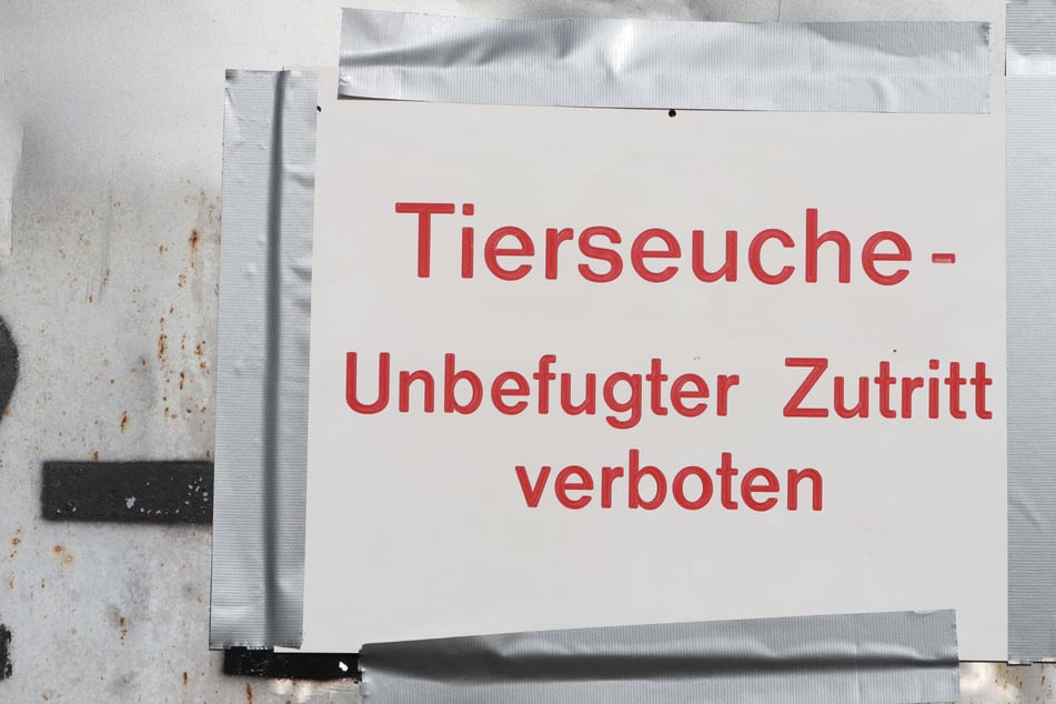 Vogelgrippe am Stausee Kelbra: Tiere müssen in Ställen bleiben
