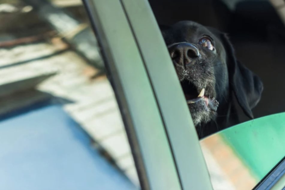 Über eine Stunde in der prallen Sonne: Hund aus heißem Auto gerettet - Besitzer zeigen keine Reue