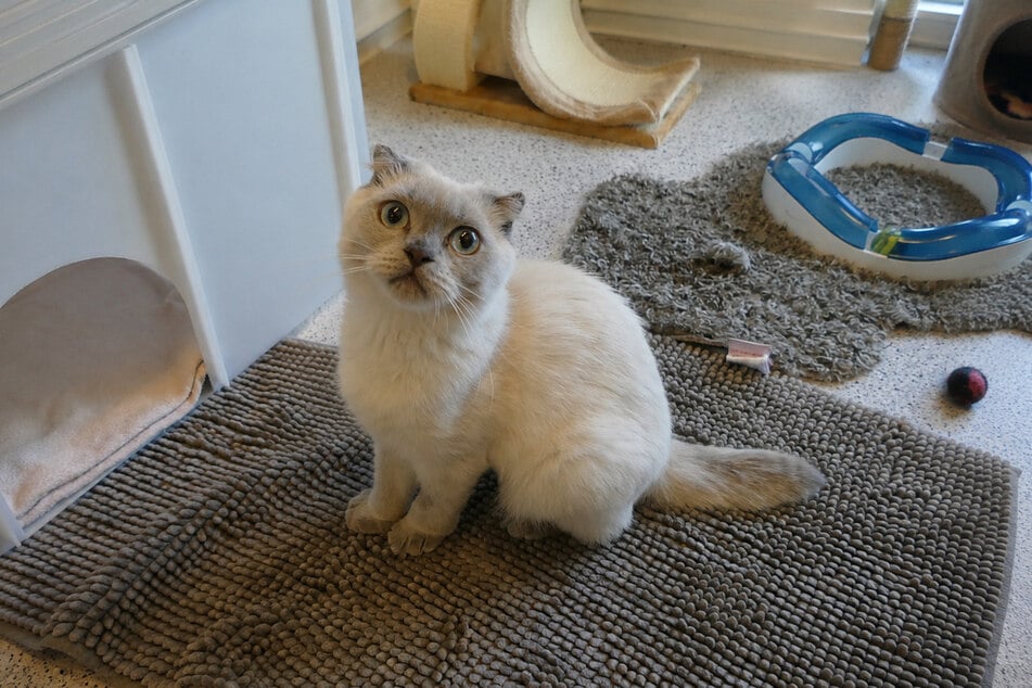 Scottish-Fold-Kater Kuku kann sich trotz seines jungen Alters nur schlecht bewegen und muss Schmerzmittel nehmen.