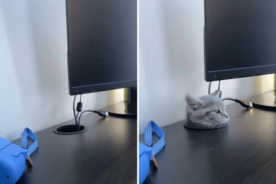 Shadow the cat is out here putting IT departments everywhere to shame in an adorable – and almost unbelievable – viral TikTok video!