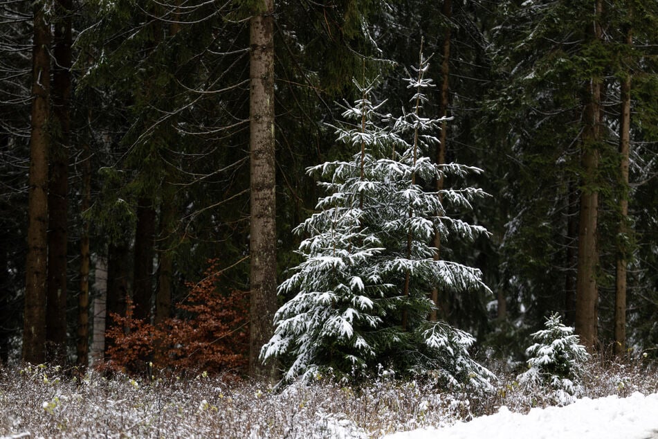 Angesichts der aktuellen Wetterlage in Thüringen ist beim Waldspaziergang Vorsicht geboten. (Symbolfoto)