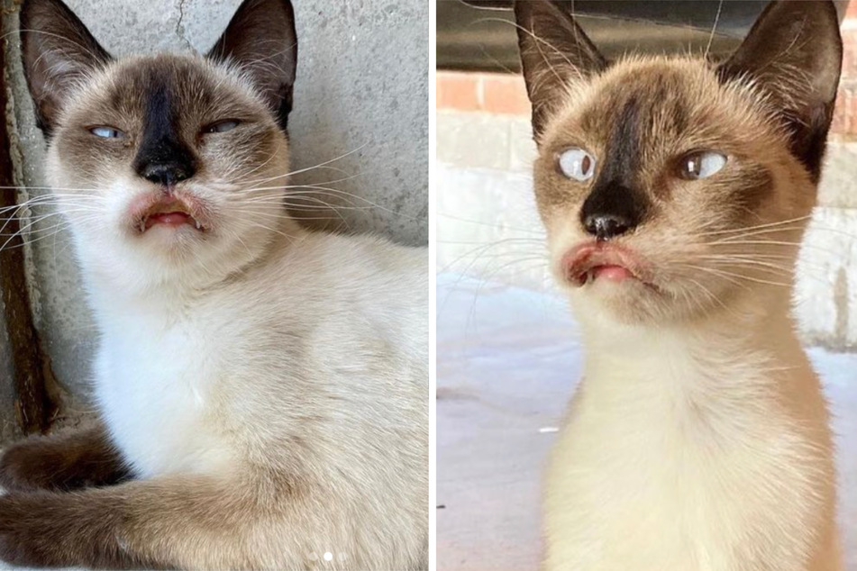 Sick kitty makes incredible transformation after finding her forever home