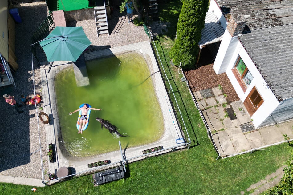 Le reptile âgé de 45 ans profite de sa retraite après des années passées dans un cirque avec sa propre piscine dans le jardin de la famille Kaulis.