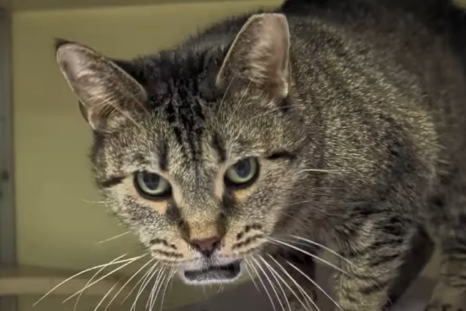 Katze Sausage Link gilt manch einem wegen ihrer Unterlippe als hässlich. Daher dürfte es etwas schwerer werden, sie zu vermitteln.