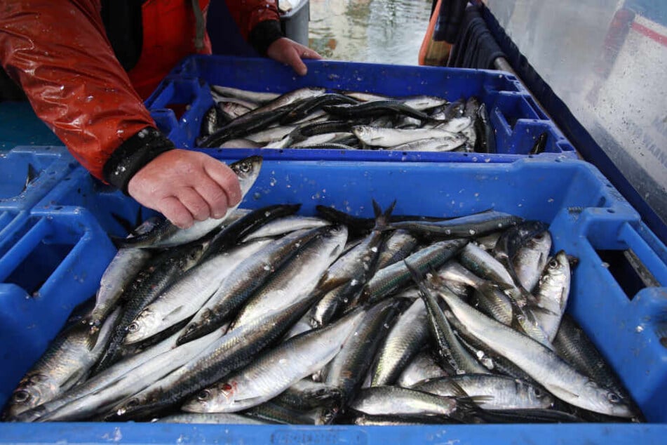 An Fischen mangelte es dem Warnemünder Heringsfest bislang noch nicht. (Archivbild)