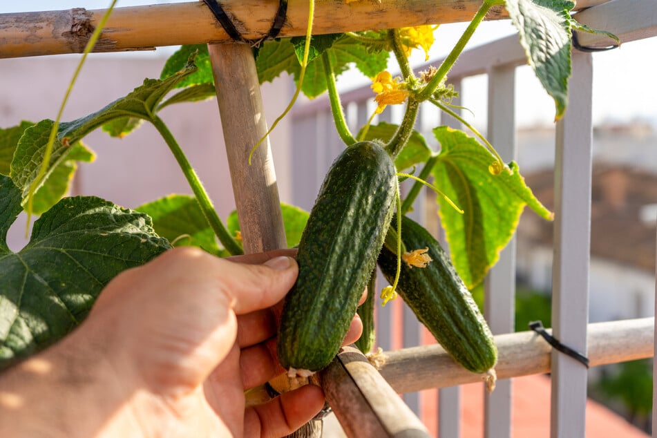 Auch ohne Gewächshaus lassen sich Gurken auf dem Balkon anbauen.