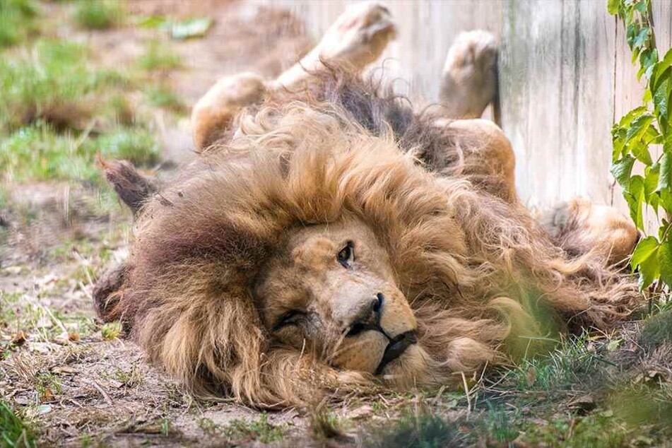 So faul liegen die Löwen nicht immer rum - in der Paarungszeit geht es richtig rund.